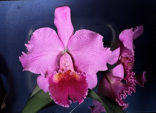 カトレア交配種紫紅色 紫桃色系